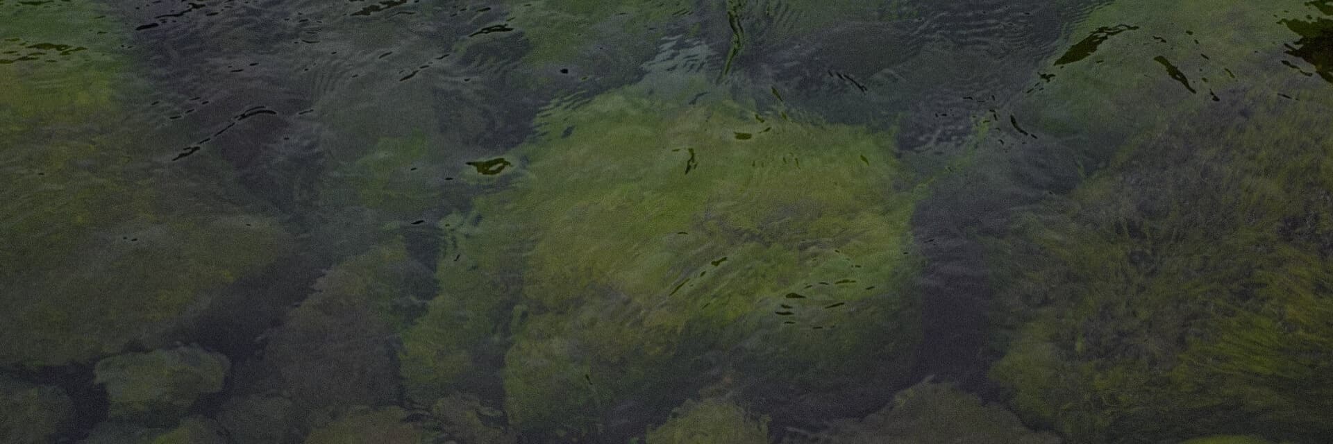 Julieta Yañez banner